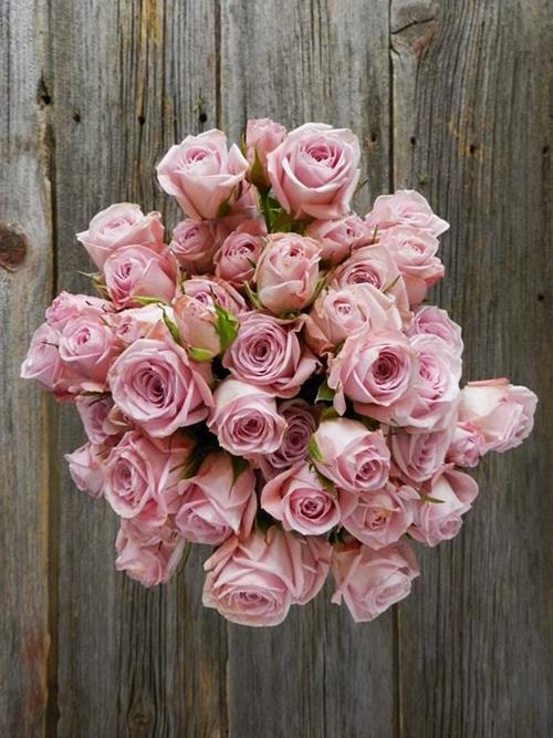 ODILIA  PINK SPRAY ROSE